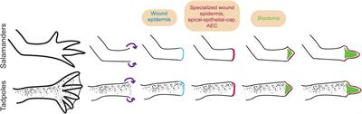 Tissues and Cell Types of Appendage Regeneration: A Detailed Look at the Wound Epidermis and Its Specialized Forms